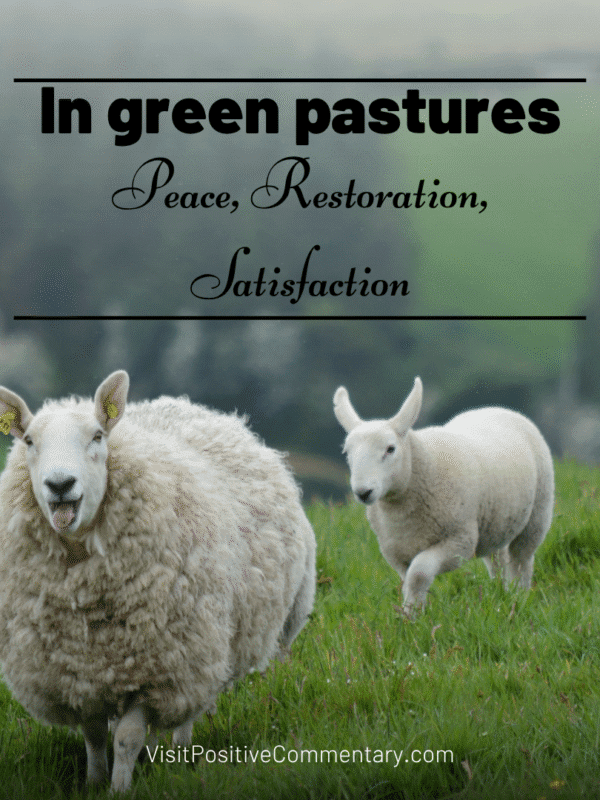 Fearless Bed of Comfort